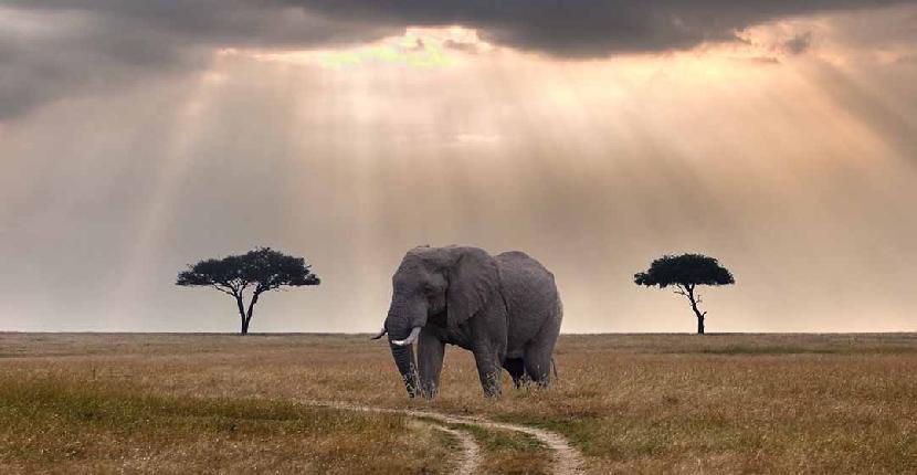 Safari en Tanzania, una experiencia emocionante