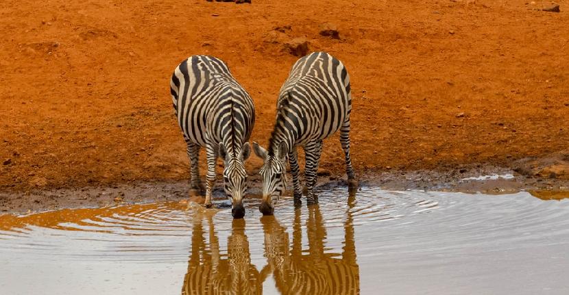 Qué país elegir para un safari fotográfico en África