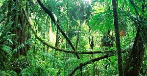 10 curiosidades del Amazonas que te sorprenderán