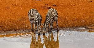 Qué país elegir para un safari fotográfico en África