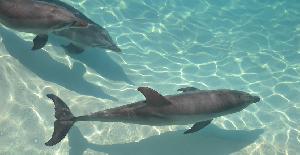 Nado con delfines en Playa del Carmen: disfruta de una experiencia única